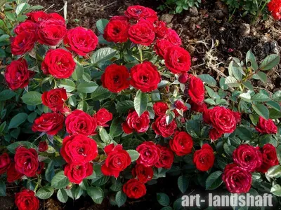 ЦВЕТУЩИЙ БОРДЮР. МИНИАТЮРНЫЕ РОЗЫ ПАТИО. Miniature patio roses. Beautiful  blooming garden. - YouTube