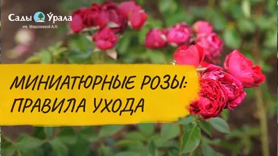 Чайно-гибридные розы и розы флорибунда в дизайне сада