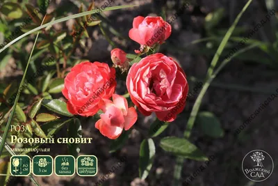 Роза МИНИАТЮРНАЯ Кордула купить по цене 320₽ за 1 шт. в Североморске в  интернет-магазине «Посадика»