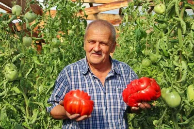 томат Минусинский от Балуева | КоллекцияТоматов74