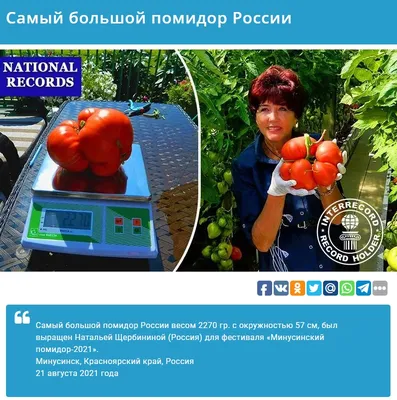 Стартовал приём заявок на конкурс «Минусинский помидор - 2023»