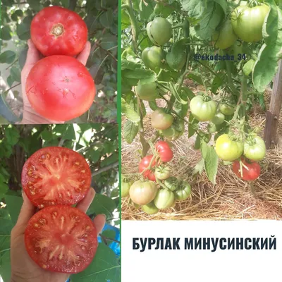 Минусинский от Балуева. ~ Томатная вселенная