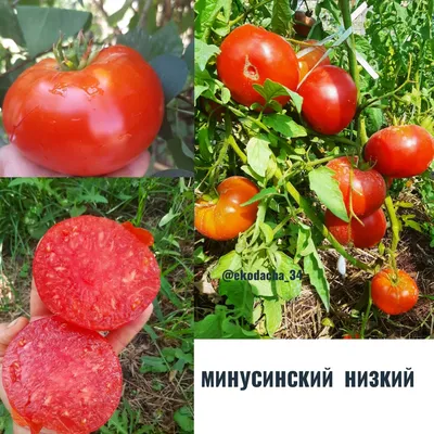 Помидор из Минусинска попал в Книгу рекордов