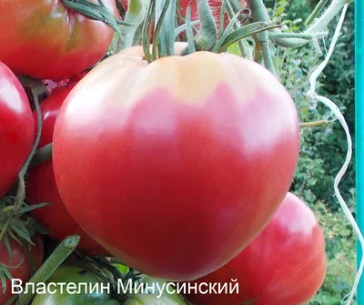 Томат \"Минусинский Низкорослый Крупный\" - семена, ОТЗЫВЫ(142).