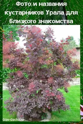 Тенелюбивые кустарники для сада многолетние, фото и названия
