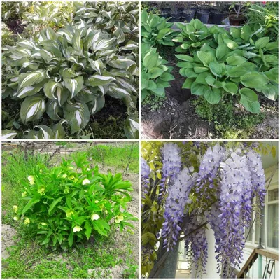 Садовые многолетние растения для сада ⋆ blumgarden.ru