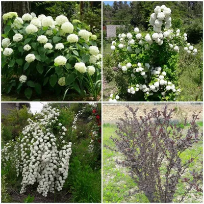 Кустарники, однолетние растения - Флора