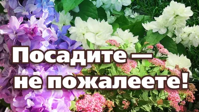 Кустарник в ландшафтном дизайне | LuBoCvet