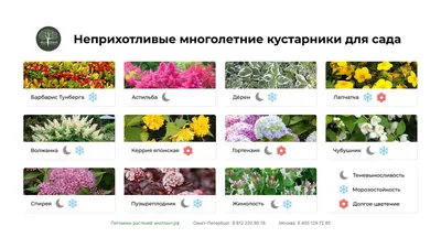 Интересные декоративные кустарники | Школа полного цикла по ландшафтному  дизайну Натальи Мягковой | Сад по-новому