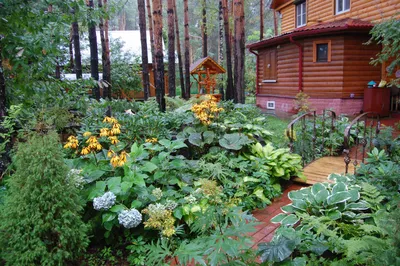 Какие кустарники посадить на своем участке: лучшие варианты - Organic Mix
