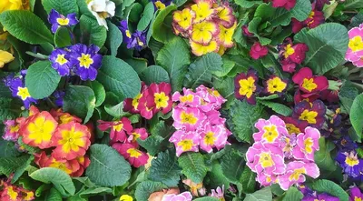 Многолетние цветы, которые будут цвести все лето 🌷 | Блог METRO