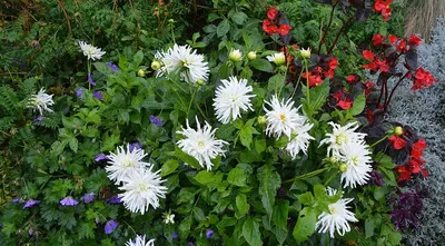 Лилейник, корень, саженец, многолетние цветы для сада и дачи - купить с  доставкой по выгодным ценам в интернет-магазине OZON (686576243)