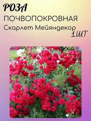 13 восхитительных растений, цветущих в сентябре | Дизайн участка (Огород.ru)