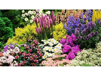 Многолетние цветы, цветущие все лето | Блог Comfy