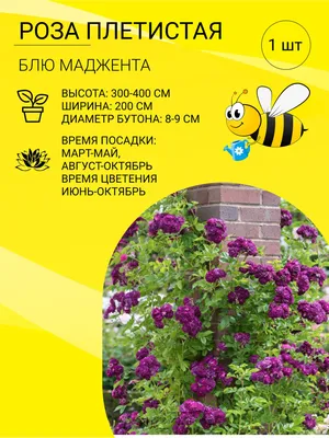 Солнцелюбивые растения для сада: многолетние и однолетние цветы, кустарники  и деревья | Houzz Россия