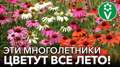 Саженцы других многолетних цветов — Купить в Санкт-Петербурге по низким  ценам | Белоостровский питомник