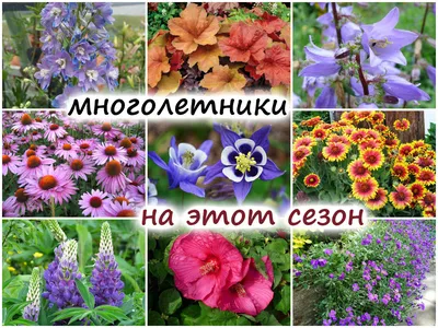 Незаконный Flowerbed многолетники в саду в начале лета Стоковое Изображение  - изображение насчитывающей лилия, весна: 184703843