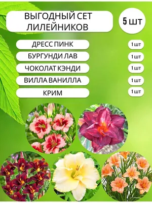 Многолетние цветы для дачи и сада