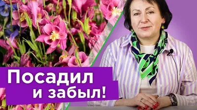 Как украсить сад: 8 красивых многолетников для дачи — Roomble.com
