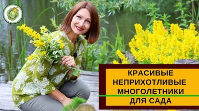 Многолетние цветы – что посадить в саду, чтобы было много цветков