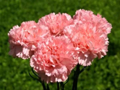 ❀ Многолетники с круглыми соцветиями| GreenMarket