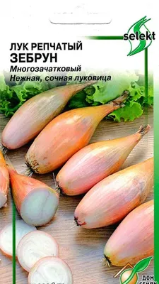 Лук многозачатковый Зебрун (Сортсемовощ) — купить, заказать в магазине  Натуралист