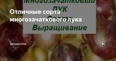 Отличные сорта многозачаткового лука | Дачный клуб | Дзен