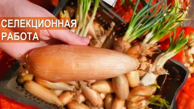 Лук репчатый: выращивание,сорта, полезные свойства и особенности ухода и  строения | Сайт о саде, даче и комнатных растениях.