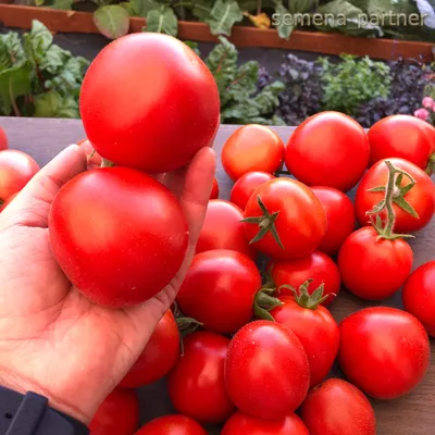 Помидоры Пушистый Персиковый Лилипут - Persik Dwarf Tomato | Дом Помидоров  - Помидом