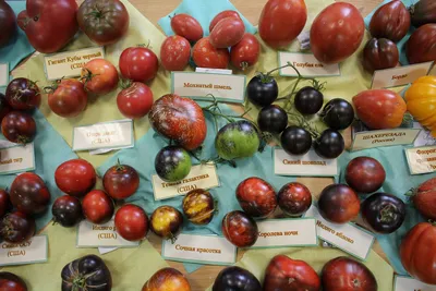 Черные помидоры: вкусно или дань моде - полезные статьи о садоводстве от  Agro-Market