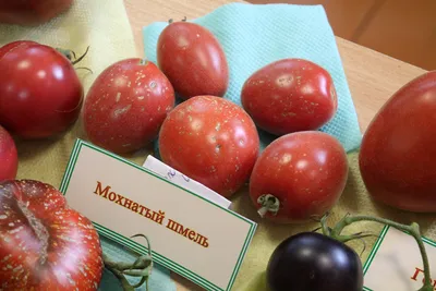 Мохнатые томаты: чем они лучше обычных?