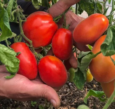 Урожайные сорта ранних томатов – Fazenda