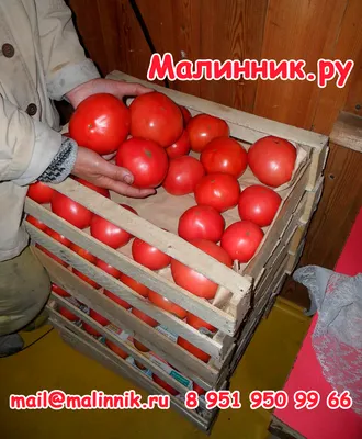 Черные, как уголь, зебры и пушистые, словно персики: амурчанка выращивает  экзотические помидоры — Амурская правда, новости Благовещенска и Амурской  области