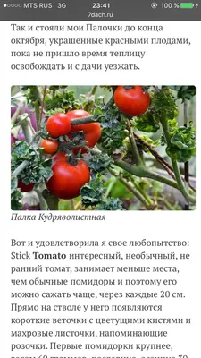 Эти семена на сезон 2012 — 2013 закончились | Дом Помидоров - Помидом