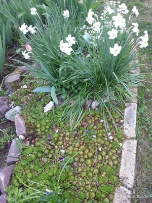 Дивный Сад | Питомник растений on Instagram: \"🌸Молодило в украшении сада ✓ Молодило - это растение для тех, у кого нет времени заниматься садом, они  не требуют полива, удобрений, разрастаются и образуют очень
