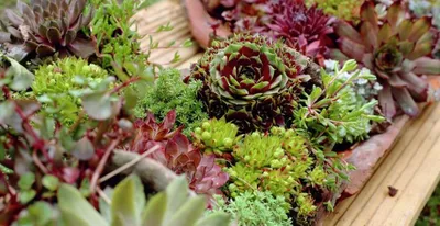 Молодило в саду и не только | GreenMarket