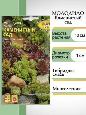 Молодило в ландшафтном дизайне - каменная роза в ландшафтном дизайне