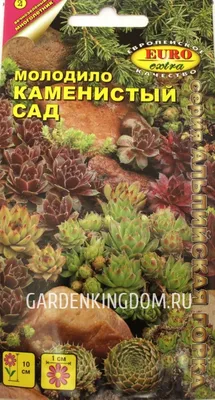 Характеристики модели Семена Каменная Роза, Молодило Каменистый сад 2 шт. —  Семена овощей, ягод и цветов — Яндекс Маркет