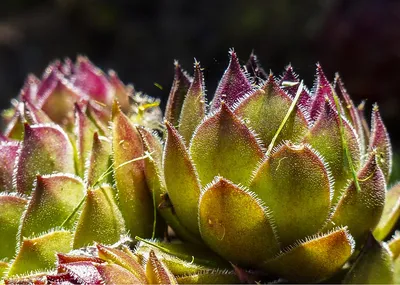 Hosta.com.ua. Молодило Leopold (Леопольд) - один из самых темных sempervivum