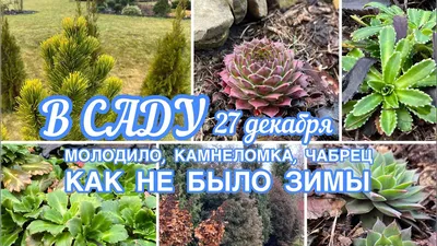 Молодило в дизайне клумб - Agro-Market