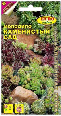 Сад Натали Молодило Крупноцветковое