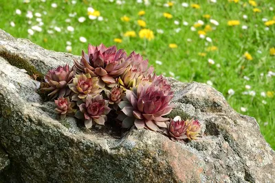 Hosta.com.ua. Молодило (каменная роза) весной. Фото молодило на клумбе.