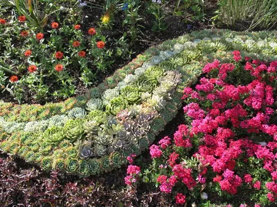 Молодило (Каменная роза) №133 / Sempervivum'Ponderosa'. Саженцы. Контейнер  0,3 л.: продажа, цена в Харьковской области. Рассада и саженцы цветов от \" Сад в радость\" - 1441621429