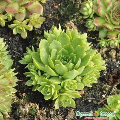 Молодило кровельное \"Sempervivum\" купить по цене цена по запросу от  питомника саженцев и растений Центросад | Фото и консультация по уходу