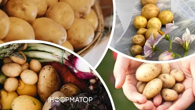 Молодая картошка - как правильно варить, вкусный рецепт | Стайлер