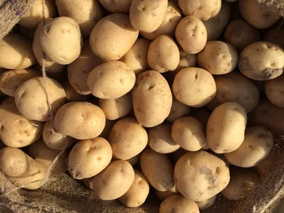 Как варить молодой картофель | ROZETKA Journal