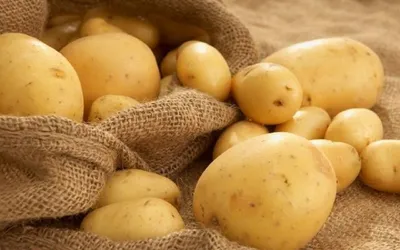Из-за холодов местный молодой картофель появится на прилавках позже обычного