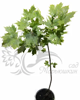 маленький молодой клен на солнечном свете Стоковое Фото - изображение  насчитывающей завод, среда: 217367658