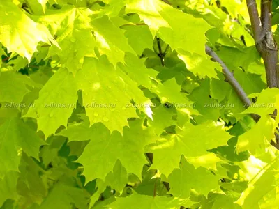 Клен остролистный зеленый– Acer platanoides саженцы купить в алматы  лиственные деревья в Казахстане
