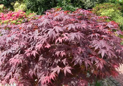 Клён остролистный (Acer platanoides) - PictureThis